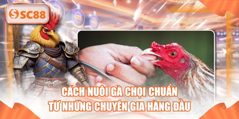 Cách Nuôi Gà Chọi Chuẩn Từ Những Chuyên Gia Hàng Đầu